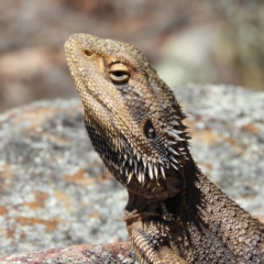 Pogona barbata (Eastern Bearded Dragon) at Point 4999 - 29 Oct 2019 by MatthewFrawley