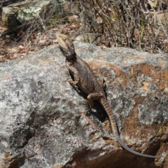 Pogona barbata at Point 4999 - 29 Oct 2019