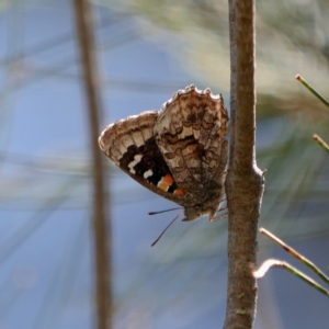 Ogyris amaryllis at Coree, ACT - 29 Oct 2019