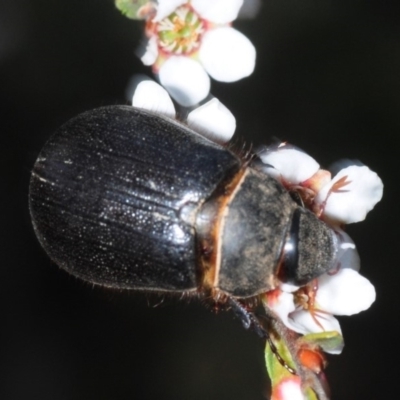 Melolonthinae sp. (subfamily) (Cockchafer) at Gundaroo, NSW - 29 Oct 2019 by Harrisi