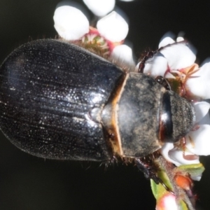 Melolonthinae sp. (subfamily) at Gundaroo, NSW - 29 Oct 2019