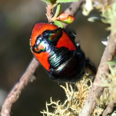 Choerocoris paganus (Ground shield bug) at Gundaroo, NSW - 29 Oct 2019 by Harrisi