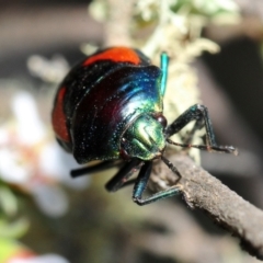 Choerocoris paganus at Gundaroo, NSW - 29 Oct 2019