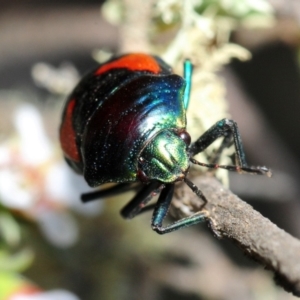 Choerocoris paganus at Gundaroo, NSW - 29 Oct 2019