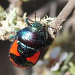 Choerocoris paganus at Gundaroo, NSW - 29 Oct 2019