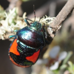 Choerocoris paganus at Gundaroo, NSW - 29 Oct 2019 03:45 PM
