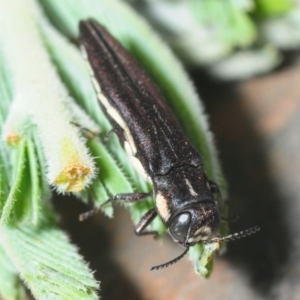 Agrilus hypoleucus at Gundaroo, NSW - 29 Oct 2019 10:36 PM