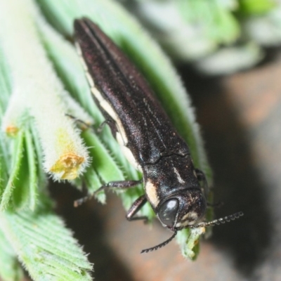 Agrilus hypoleucus (Hypoleucus jewel beetle) at Gundaroo, NSW - 29 Oct 2019 by Harrisi