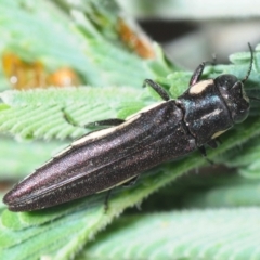 Agrilus hypoleucus at Gundaroo, NSW - 29 Oct 2019 10:36 PM