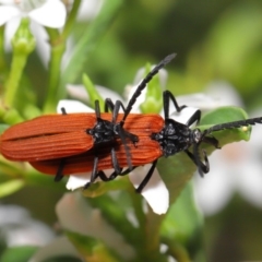 Porrostoma sp. (genus) at Acton, ACT - 24 Oct 2019 11:21 AM