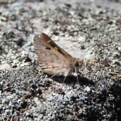 Trapezites phigalia (Heath Ochre) at Point 4997 - 29 Oct 2019 by MatthewFrawley