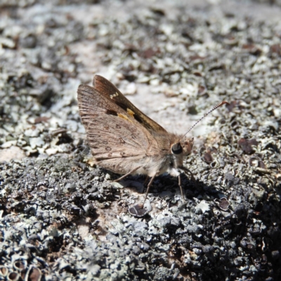 Trapezites phigalia (Heath Ochre) at Point 4997 - 29 Oct 2019 by MatthewFrawley