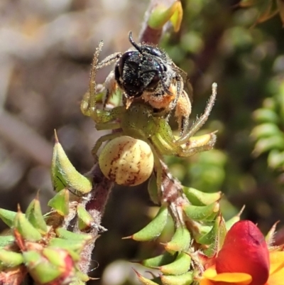 Lehtinelagia prasina (Leek-green flower spider) at Mount Painter - 24 Oct 2019 by CathB