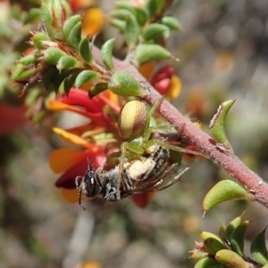 Lehtinelagia prasina at Cook, ACT - 24 Oct 2019 11:54 AM