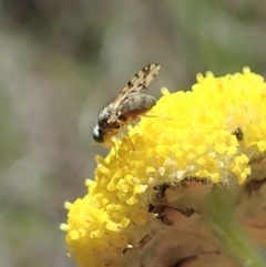 Austrotephritis sp. (genus) at Cook, ACT - 22 Oct 2019