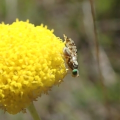 Austrotephritis sp. (genus) at Cook, ACT - 22 Oct 2019