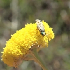 Austrotephritis sp. (genus) at Cook, ACT - 22 Oct 2019