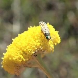 Austrotephritis sp. (genus) at Cook, ACT - 22 Oct 2019