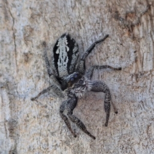 Ocrisiona leucocomis at Cook, ACT - 23 Oct 2019 11:58 AM