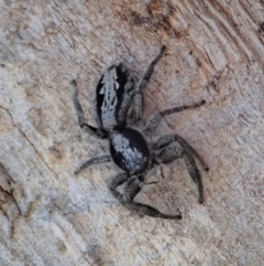 Ocrisiona leucocomis at Cook, ACT - 23 Oct 2019 11:58 AM