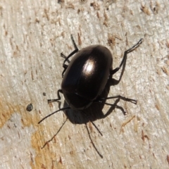 Chalcopteroides spectabilis (Rainbow darkling beetle) at Lanyon - northern section A.C.T. - 15 Oct 2019 by michaelb