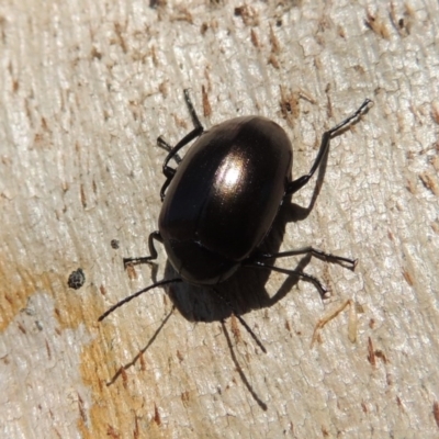 Chalcopteroides spectabilis (Rainbow darkling beetle) at Lanyon - northern section - 15 Oct 2019 by michaelb