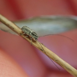 Exillis (genus) at Dunlop, ACT - 24 Oct 2019