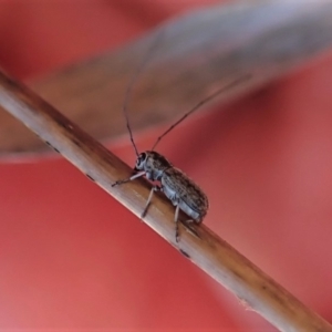 Exillis (genus) at Dunlop, ACT - 24 Oct 2019