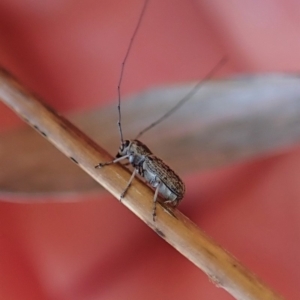 Exillis (genus) at Dunlop, ACT - 24 Oct 2019