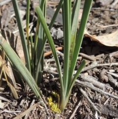 Lomandra bracteata (Small Matrush) at Lanyon - northern section - 15 Oct 2019 by michaelb