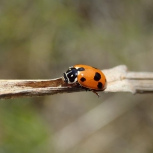 Hippodamia variegata at Cook, ACT - 28 Oct 2019