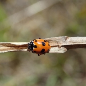 Hippodamia variegata at Cook, ACT - 28 Oct 2019