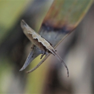 Plutella xylostella at Dunlop, ACT - 24 Oct 2019