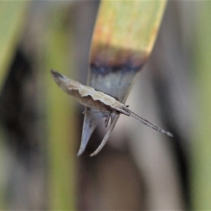 Plutella xylostella at Dunlop, ACT - 24 Oct 2019