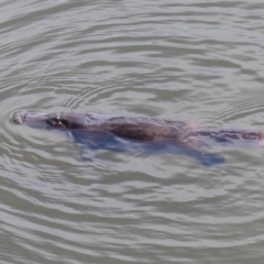 Ornithorhynchus anatinus (Platypus) at Bega, NSW - 29 Oct 2019 by MatthewHiggins