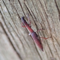 Rhadinosomus lacordairei (Thin Strawberry Weevil) at Dunlop, ACT - 24 Oct 2019 by CathB