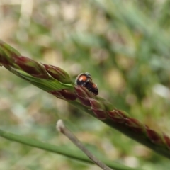 Diomus notescens at Cook, ACT - 24 Oct 2019