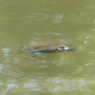 Chelodina longicollis (Eastern Long-necked Turtle) at Bega, NSW - 29 Oct 2019 by MatthewHiggins