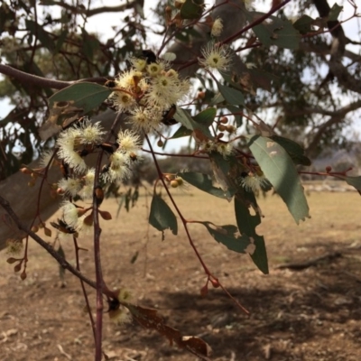 Eucalyptus melliodora (Yellow Box) at Kenny, ACT - 30 Oct 2019 by mcosgrove