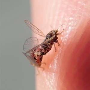 Psyllidae sp. (family) at Cook, ACT - 24 Oct 2019 01:21 PM