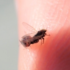 Psyllidae sp. (family) at Cook, ACT - 24 Oct 2019 01:21 PM