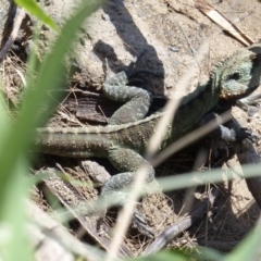 Intellagama lesueurii howittii (Gippsland Water Dragon) at Bega, NSW - 30 Oct 2019 by MatthewHiggins