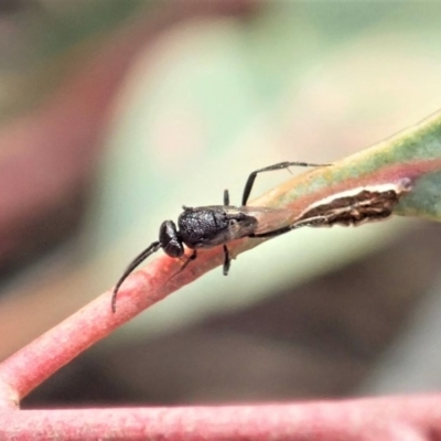 Evaniidae (family) (Hatchet wasp) at Mount Painter - 24 Oct 2019 by CathB