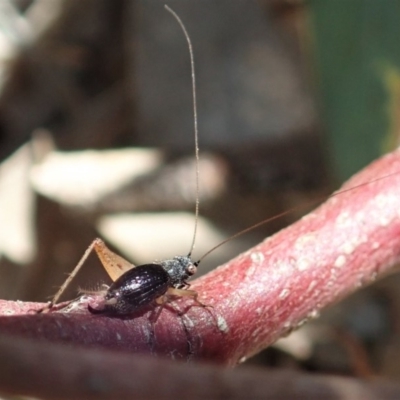 Trigonidium sp. (genus) (A Sword-tail Cricket) at Mount Painter - 29 Oct 2019 by CathB