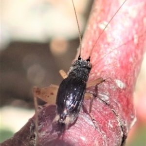 Trigonidium sp. (genus) at Cook, ACT - 29 Oct 2019 01:10 PM