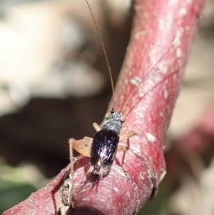 Trigonidium sp. (genus) at Cook, ACT - 29 Oct 2019 01:10 PM