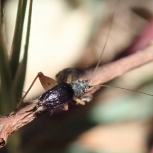 Trigonidium sp. (genus) at Cook, ACT - 29 Oct 2019 01:10 PM