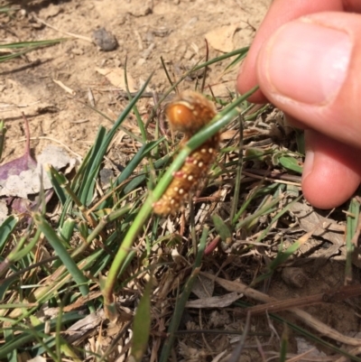 Pterolocera leucocera (Anthelidae) at Kenny, ACT - 30 Oct 2019 by mcosgrove