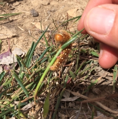 Pterolocera leucocera (Pterolocera leucocera) at Kenny, ACT - 30 Oct 2019 by mcosgrove