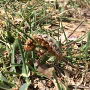 Pterolocera leucocera at Kenny, ACT - 30 Oct 2019 11:14 AM